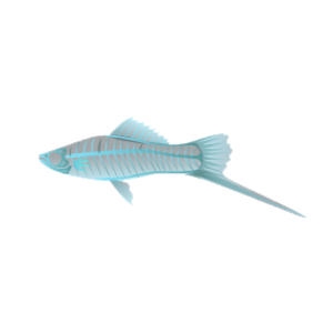 Eerie Blue X-Ray Swordtail